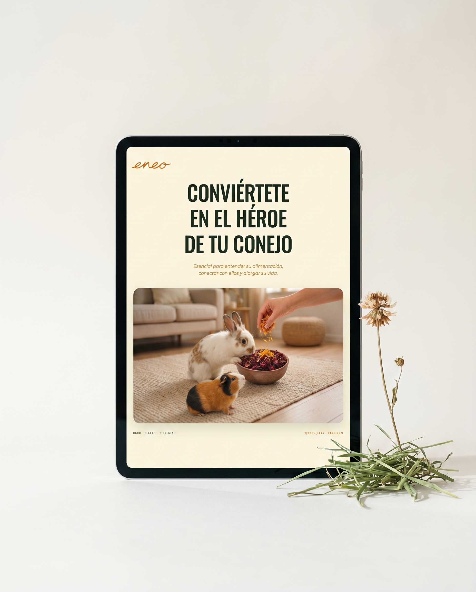 eBook Eneo