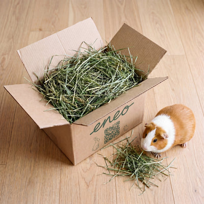 Caja de festuca 1kg abierta con cobaya, vista cenital