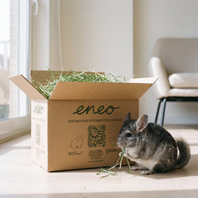 Chinchilla comiendo festuca junto a la caja eneo, salón luminoso