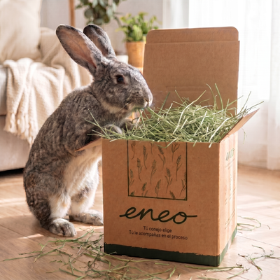 Conejo a dos patas comiendo de la caja 500g