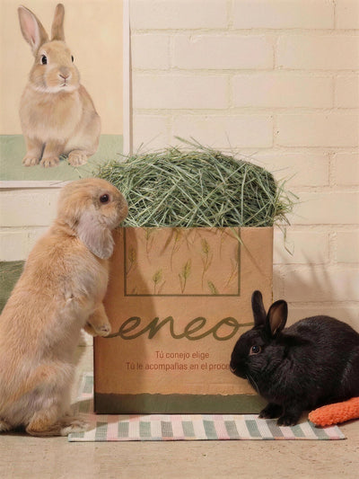 Pack Pruébame Festuca — caja con conejo de pie